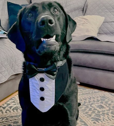 Wedding Dog Tuxedo Bandana: Black Satin Ties, Custom Colours