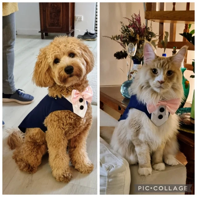 Formal Dog Tuxedo: Custom-Fit, Choice of Colours, XS to XL