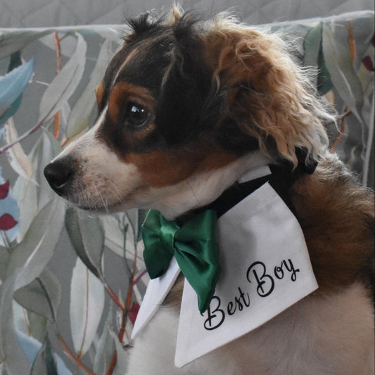 Satin Dog Bow Tie Collar: Personalized Wedding Attire