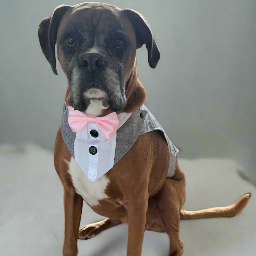 Tailor-Made Large Dog Tuxedo Suit for Weddings