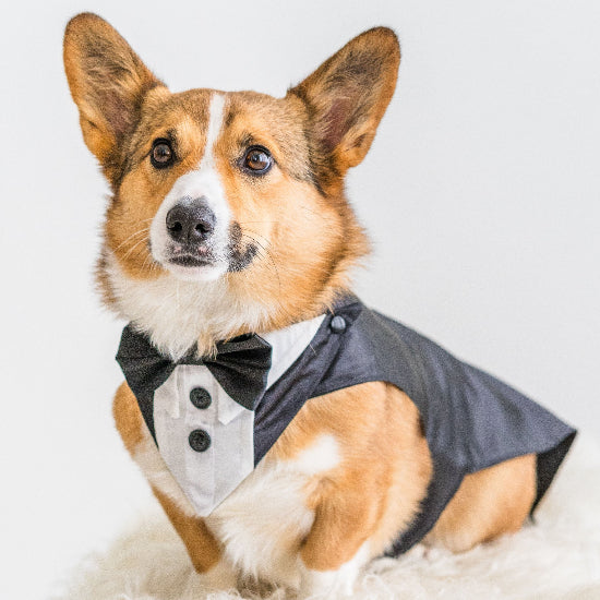 Dog Wedding Tuxedo, Tailor-made, Custom-Fit, Formal Dog Tuxedo