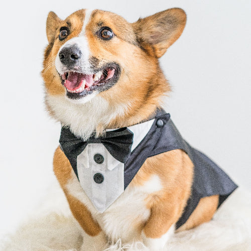 Satin Bow Tie, Wedding Dog Tuxedo, Custom Fit with Custom Colour Options