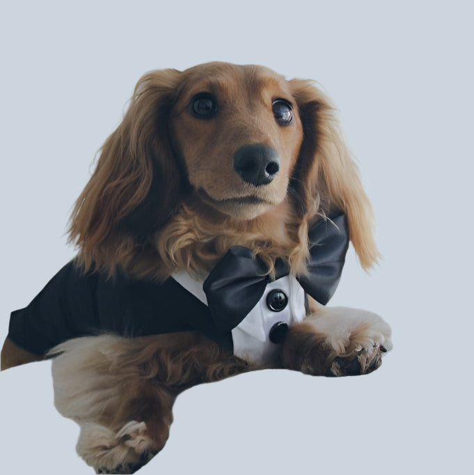 Satin Bow Tie, Wedding Dog Tuxedo, Custom Fit with Custom Colour Options