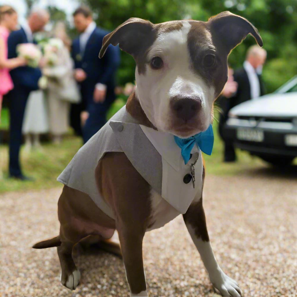Custom Made, Wedding Dog Tuxedo, Satin Bow Tie, Colour Options, All Size Dogs