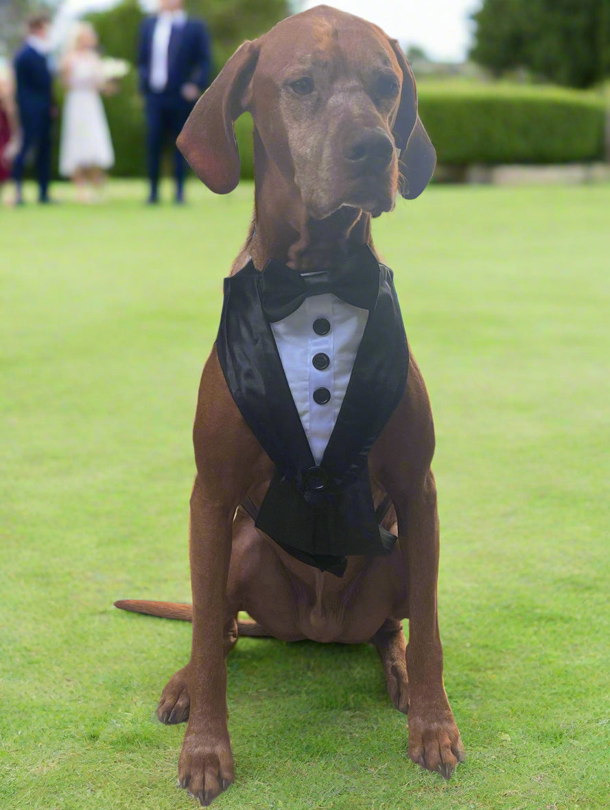 Tuxedo Wedding Dog Harness, Custom Fit with Black Satin Lapels, All Sizes