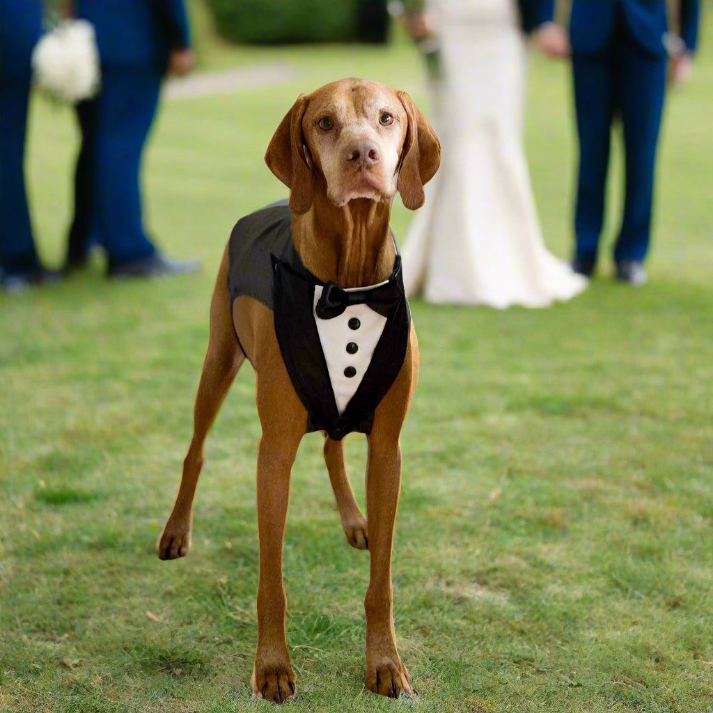 Tuxedo Wedding Dog Harness, Custom Fit with Black Satin Lapels, All Sizes