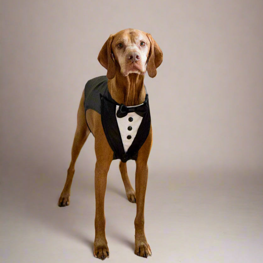 Tuxedo Wedding Dog Harness, Custom Fit with Black Satin Lapels, All Sizes