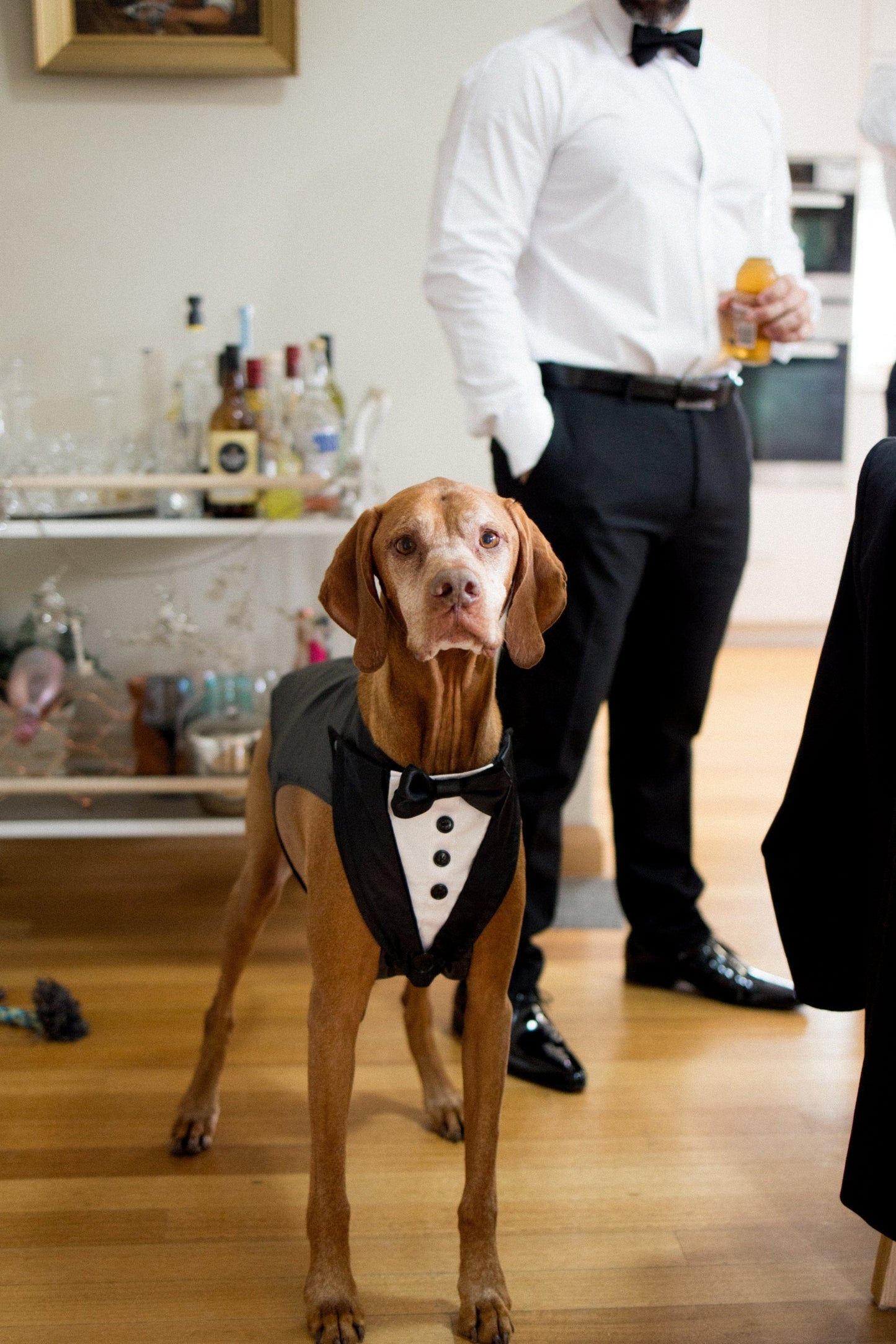 Tuxedo Wedding Dog Harness, Custom Fit with Black Satin Lapels, All Sizes