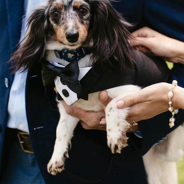 Formal Dog Tuxedo: Custom-Fit, Choice of Colours, XS to XL