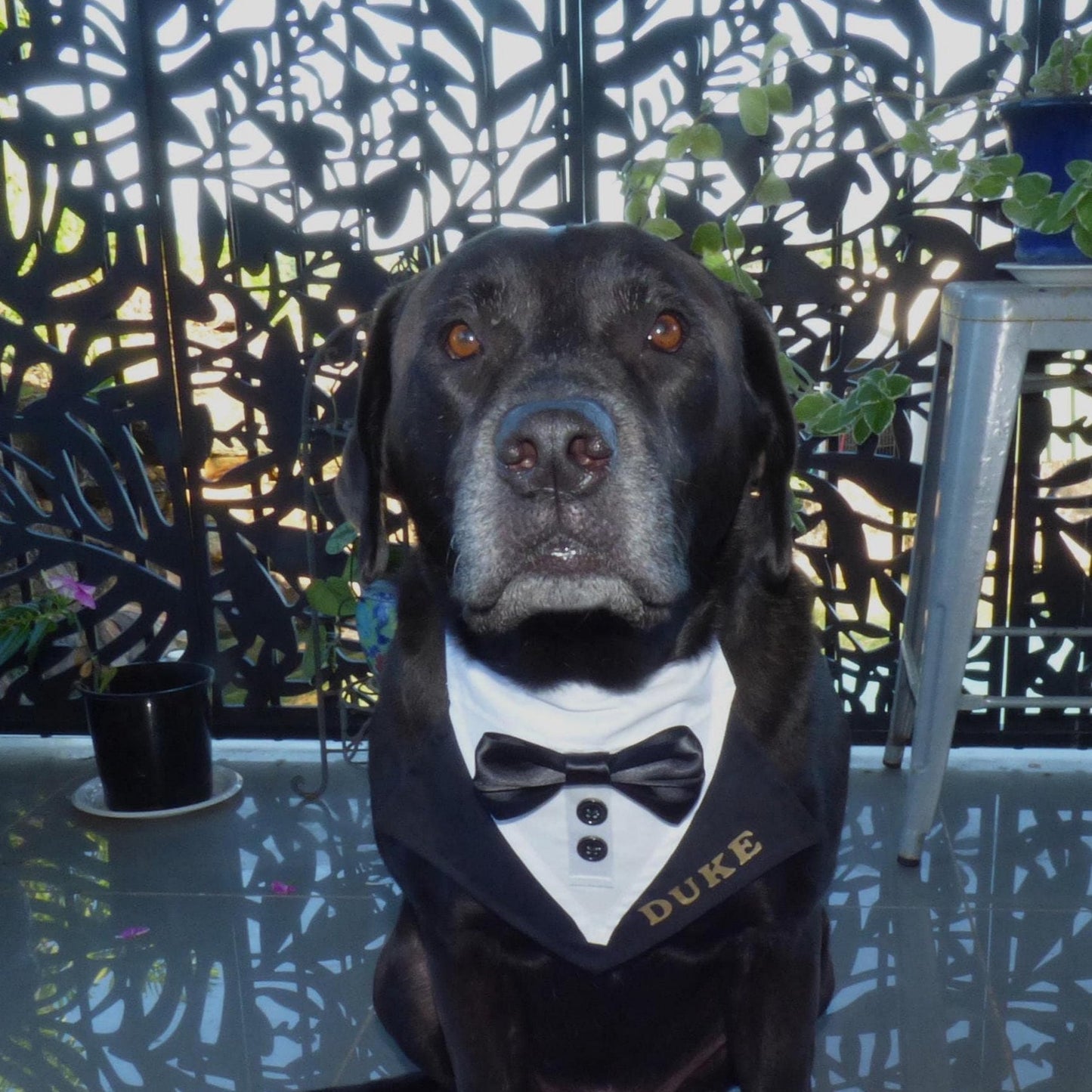 A dog wearing a black tuxedo with a white bow tie that has the name 'DUKE' embroidered on it, sitting in front of a decorative backdrop.