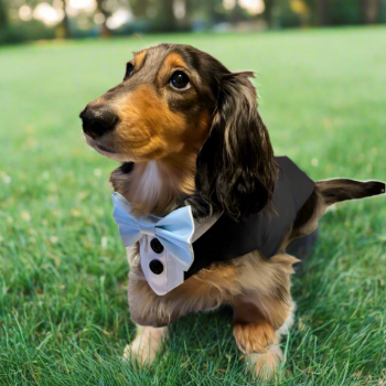 Dog Wedding Tuxedo, Tailor-made, Custom-Fit, Formal Dog Tuxedo