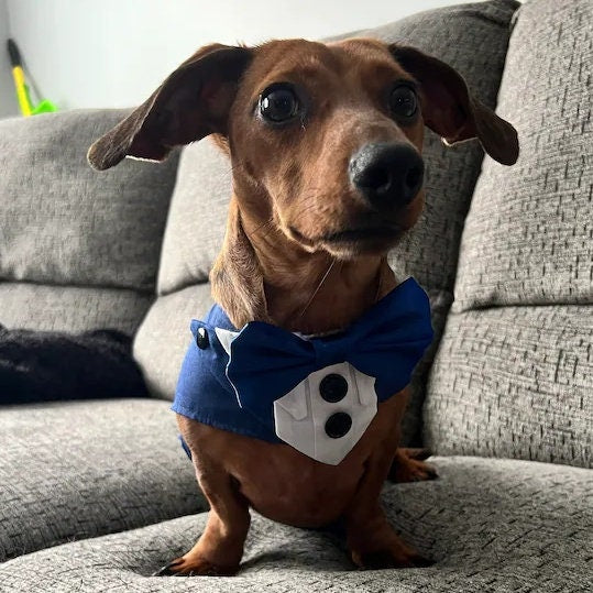 Formal Dog Tuxedo: Custom-Fit, Choice of Colours, XS to XL