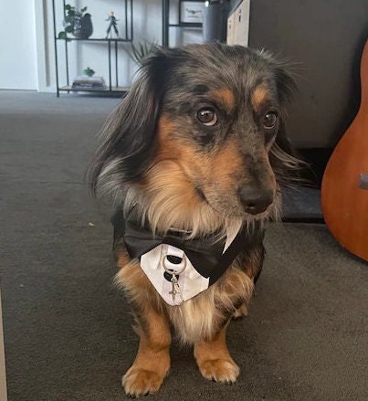 Dog Wedding Tuxedo, Tailor-made, Custom-Fit, Formal Dog Tuxedo