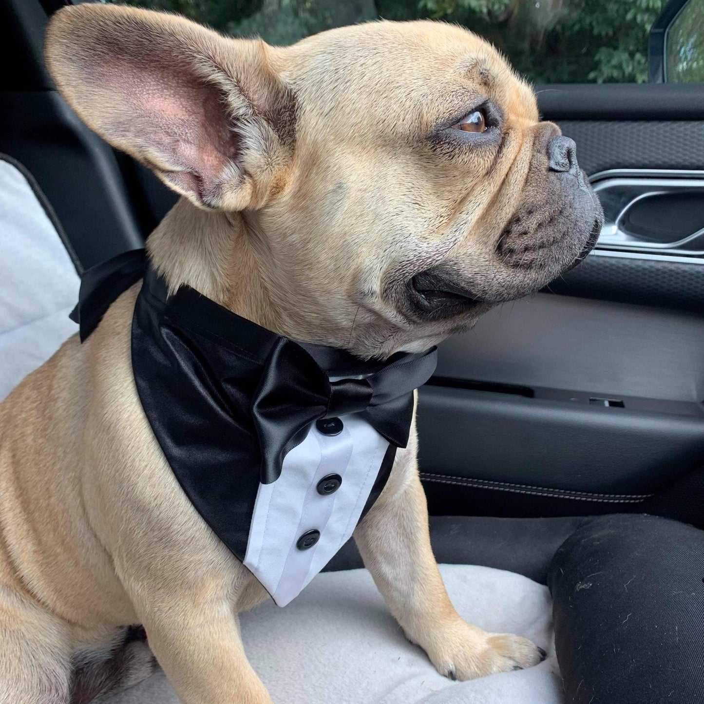 Wedding Dog Tuxedo Bandana: Black Satin Ties, Custom Colours