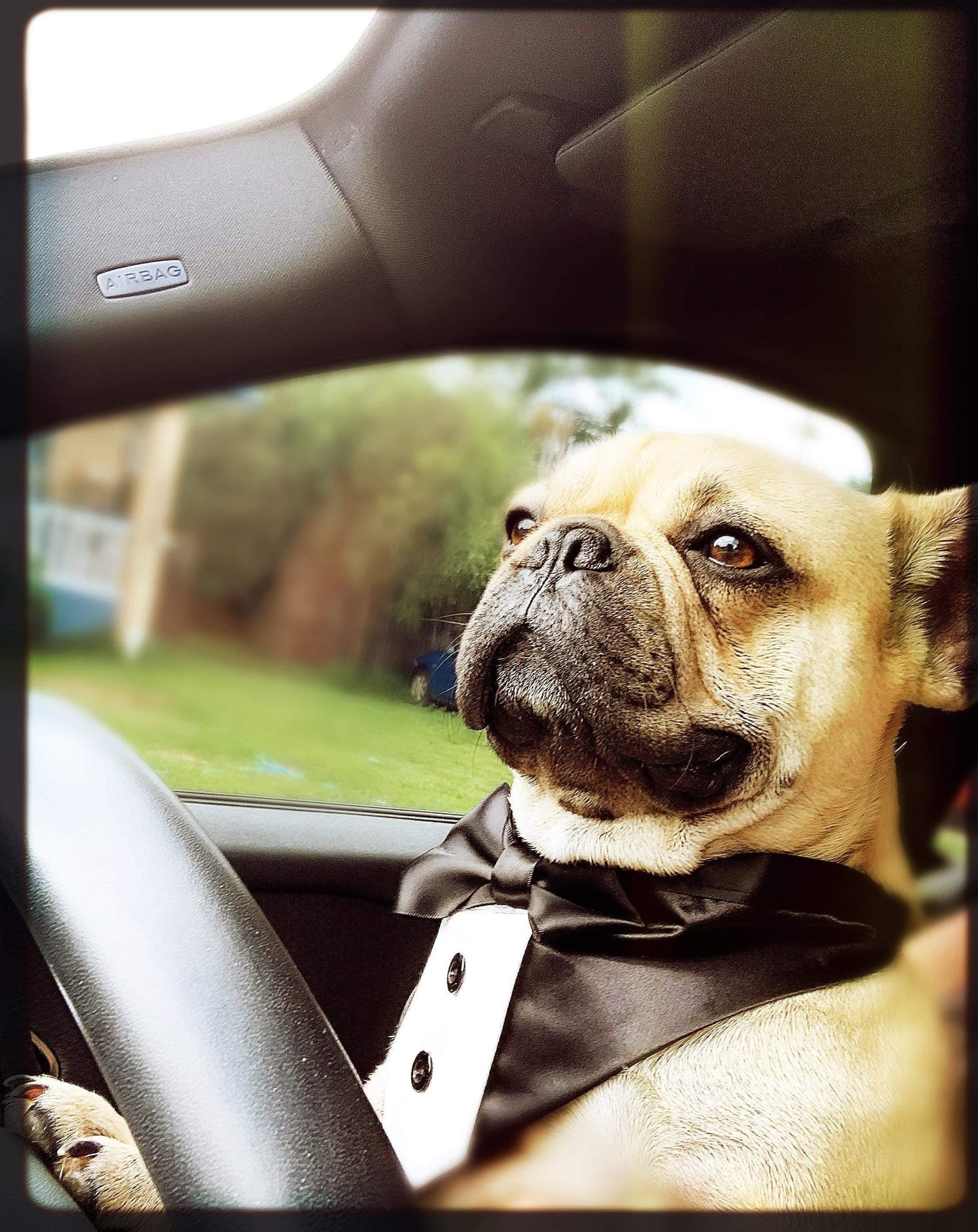 Wedding Dog Tuxedo Bandana: Black Satin Ties, Custom Colours