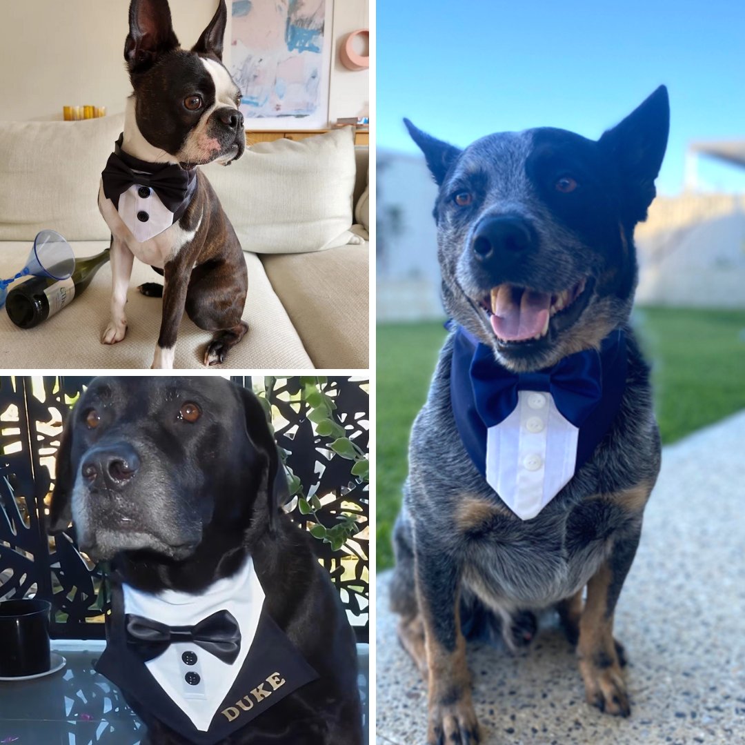 Tuxedo Dog Bandanas