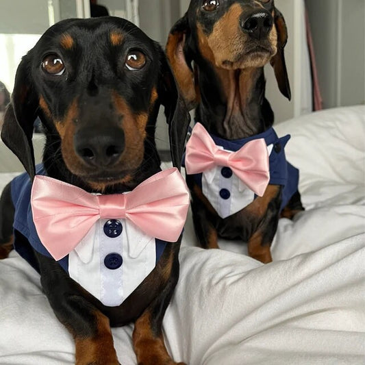 Blue Formal Dog Wedding Tuxedo for Small Dogs. Customizable and Ideal for Ring Bearers at Weddings