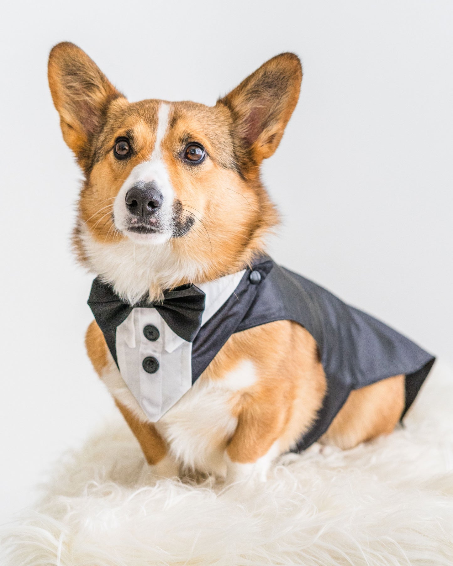 Small Dog Wedding Tuxedo with Classic Split Tail Design and Leash D-Ring