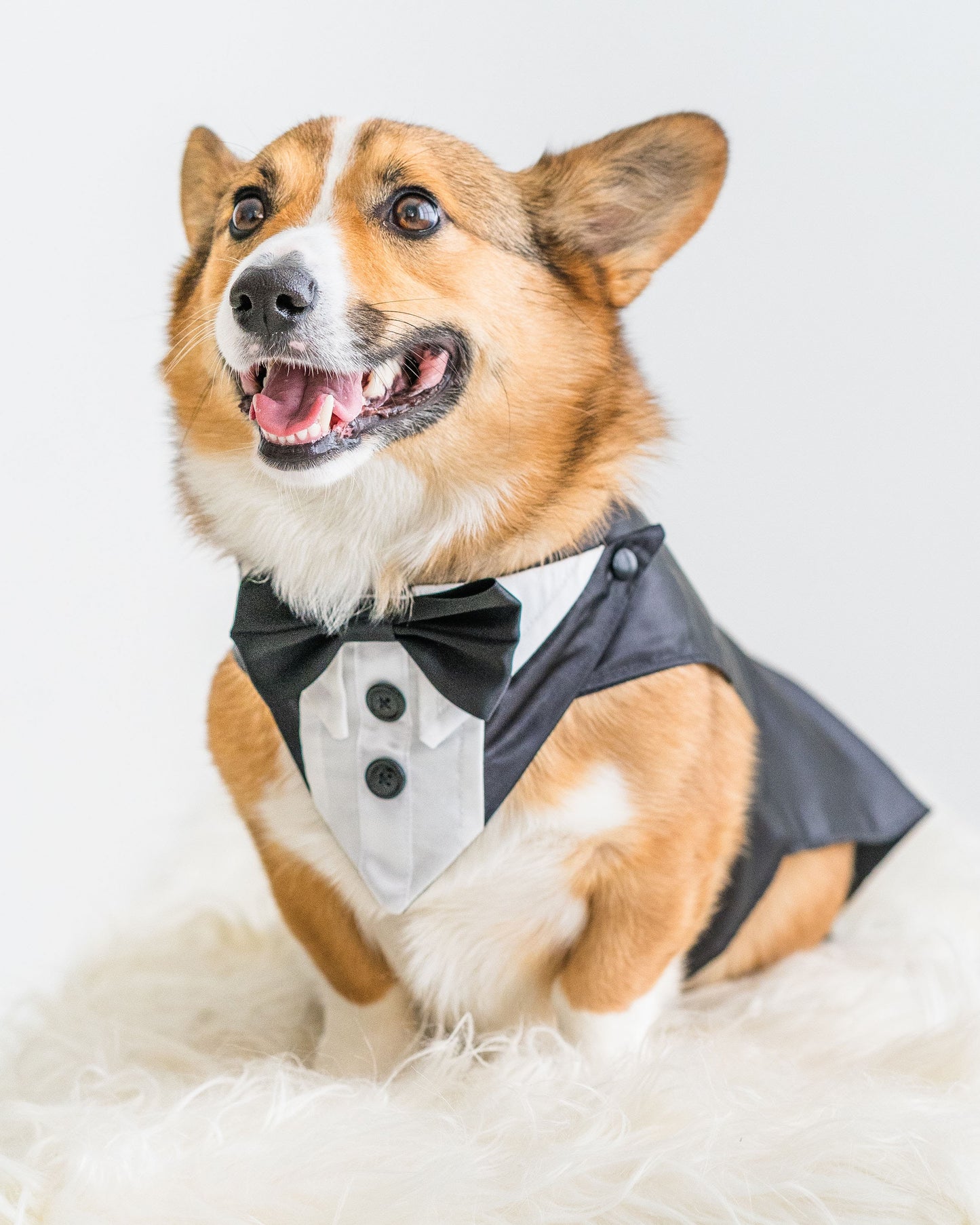 Satin Dog Wedding Tuxedo with Split Tails and Optional Ring Clip. Made to Measure.