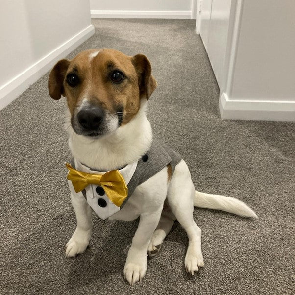Dog Tuxedo Suit for Weddings, Customisable, Choice of Colours
