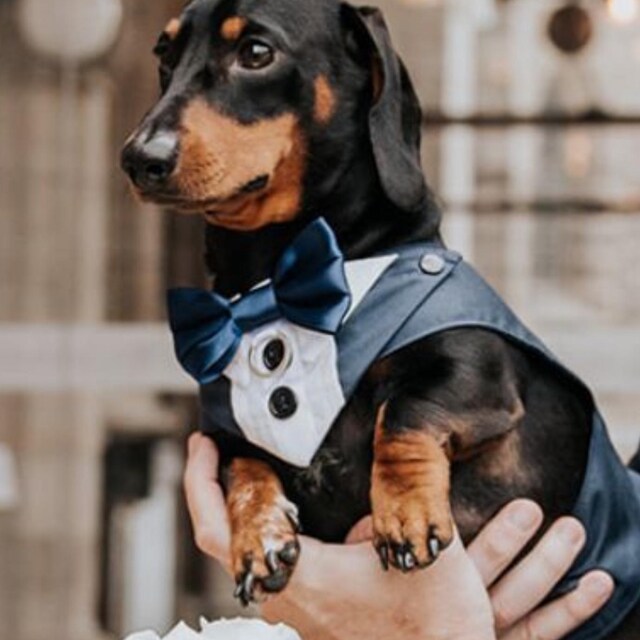 Satin Bow Tie, Wedding Dog Tuxedo, Custom Fit with Custom Colour Options