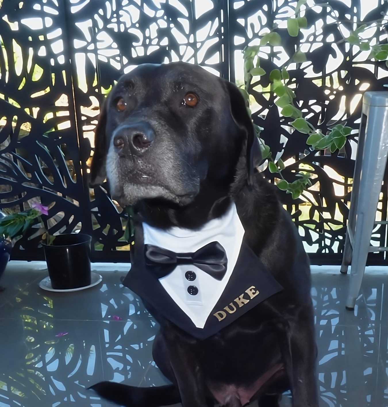 Personalised Dog Wedding Tuxedo Bandana, Slides Over Collar, Custom Colours, Small to XL