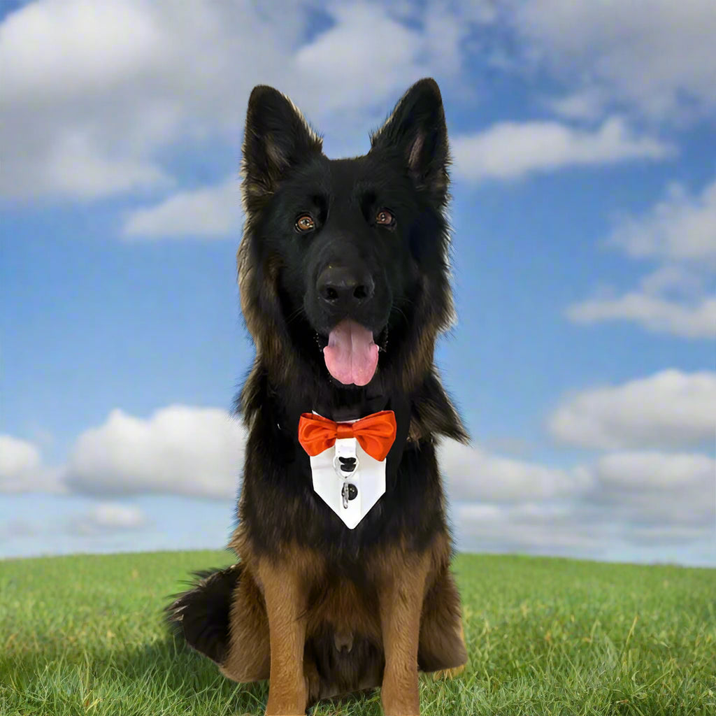 Ring Bearer Dog Tuxedo Bandana: Heart Ring Clip, Sizes XS to XL