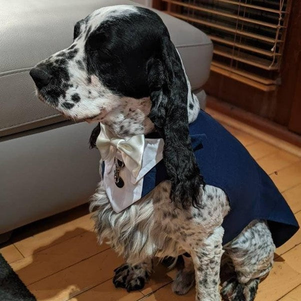 Dog Tuxedo Suit for Weddings, Customisable, Choice of Colours