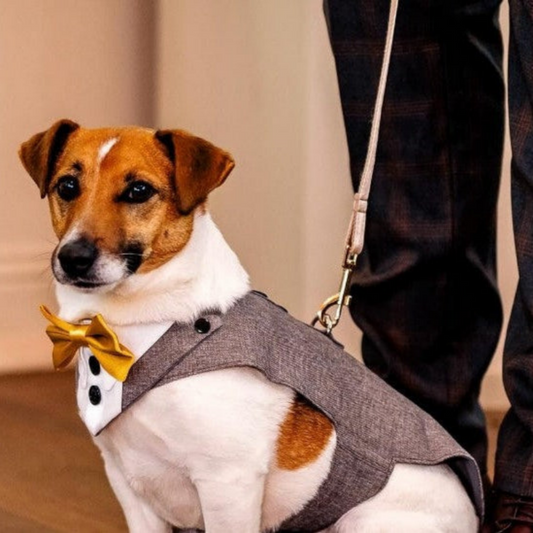 Dog Tuxedo Suit for Weddings, Custom Fit, Pet Wedding Attire, Choice of Colours