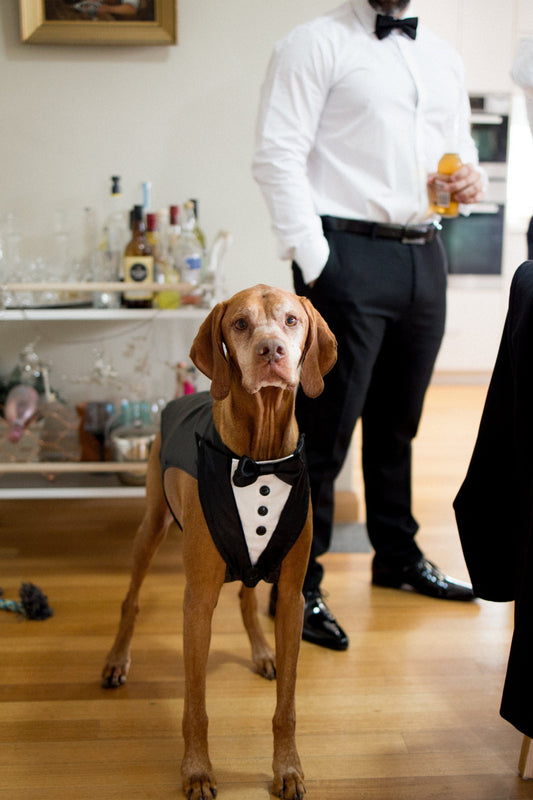 Luxury Wedding Dog Tuxedo Suit Harness, Custom Fit with Black Satin Lapels