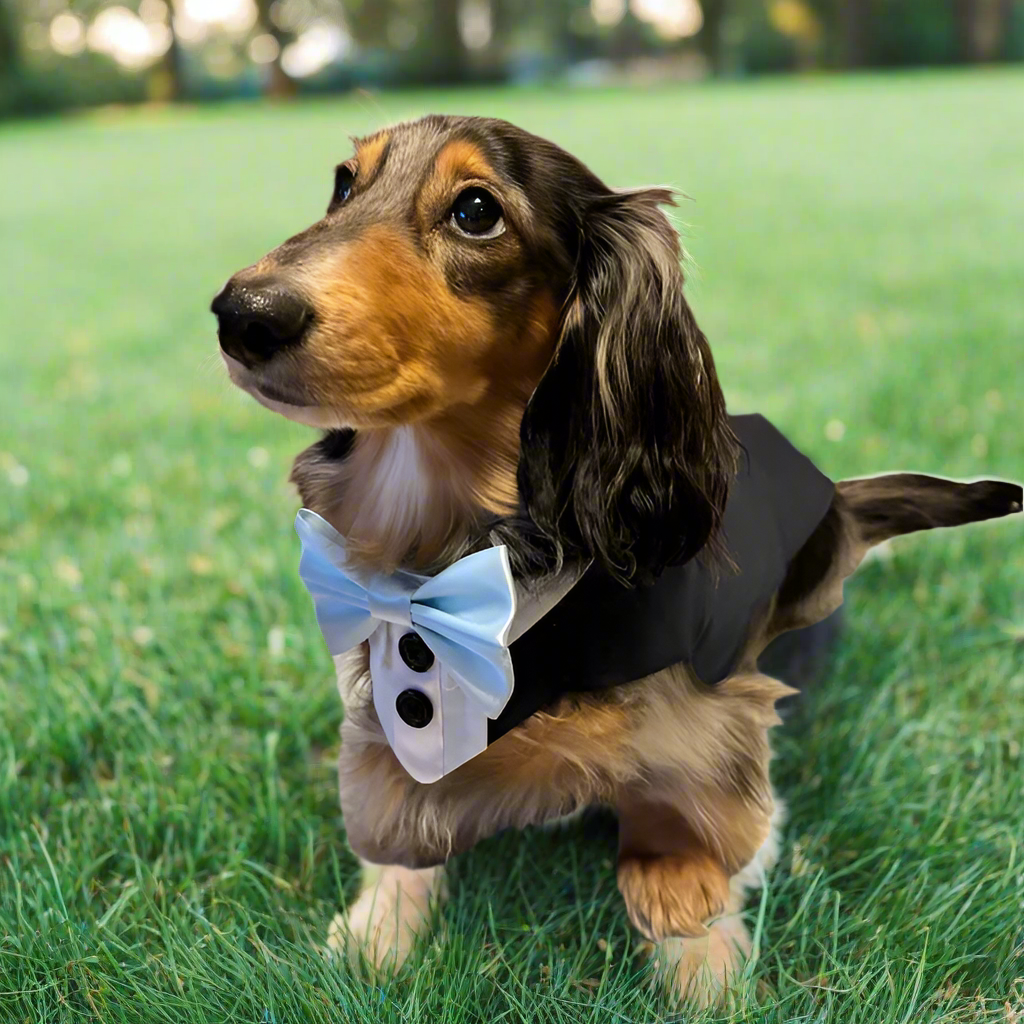 Small Dog Wedding Tuxedo with Classic Split Tail Design and Leash D-Ring