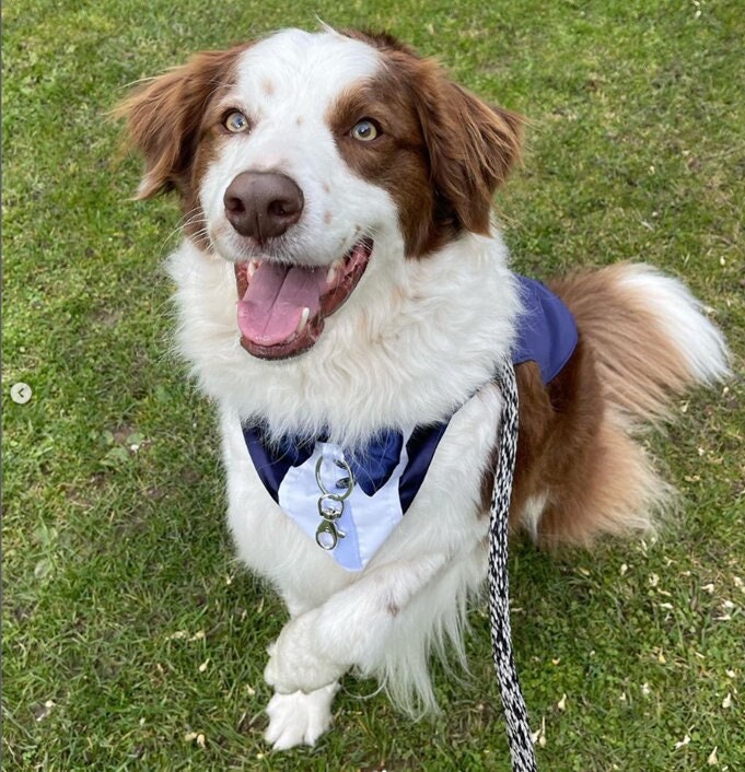 Wedding Dog Tuxedo, Ring Bearer, Fully Customisable and Tailor-Made to Dogs Measurements