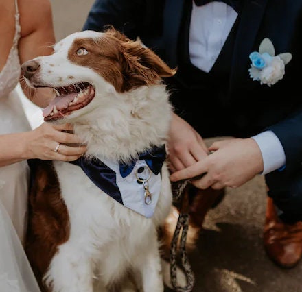 Wedding Dog Tuxedo, Ring Bearer, Fully Customisable and Tailor-Made to Dogs Measurements