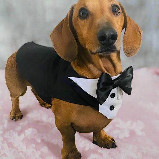 Small Dog Wedding Tuxedo with Classic Split Tail Design and Leash D-Ring