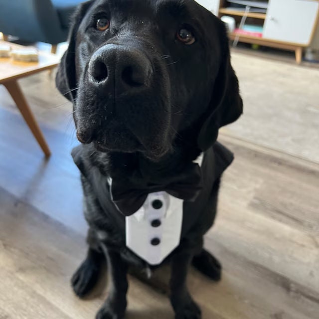 Wedding Dog Tuxedo, Ring Bearer, Fully Customisable and Tailor-Made to Dogs Measurements