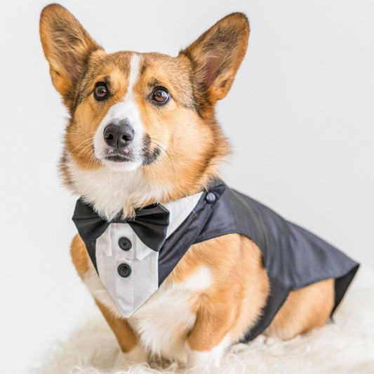 Dog Wedding Tuxedo, Customizable with Optional Pink or Cream Organza Buttonhole Flower