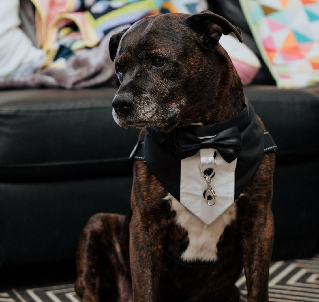 Ring Bearer Dog Tuxedo Bandana: Heart Ring Clip, Sizes XS to XL
