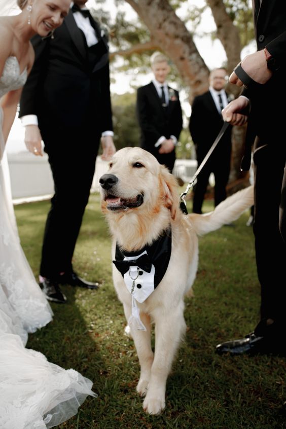 Ring Bearer Dog Tuxedo Bandana: Heart Ring Clip, Sizes XS to XL
